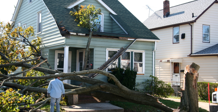 Tree Damage